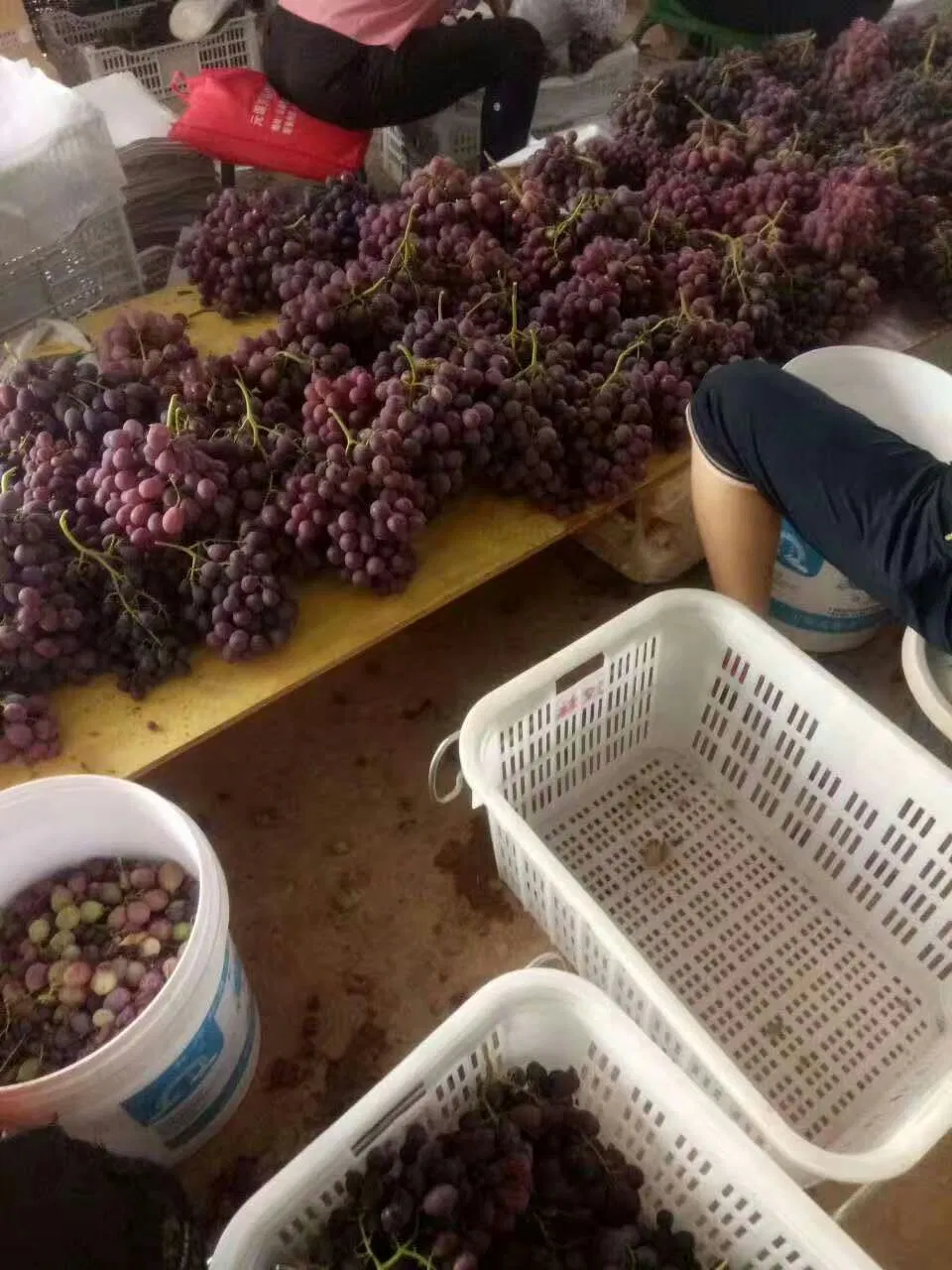 2019 Fresh Red Global Grapes