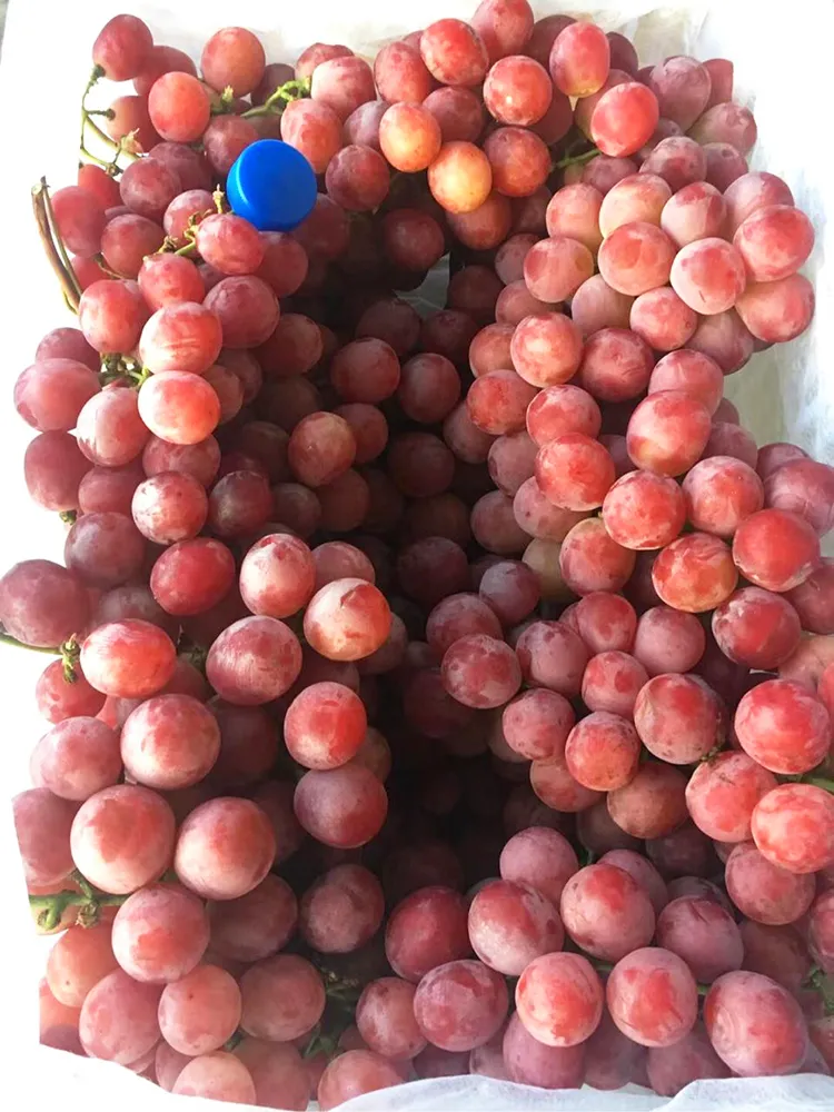 2019 Fresh Red Global Grapes