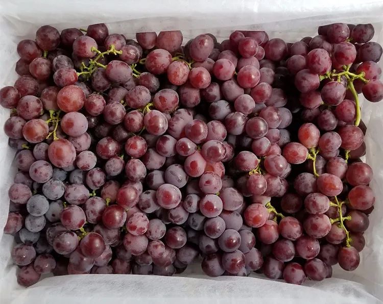2019 Fresh Red Global Grapes