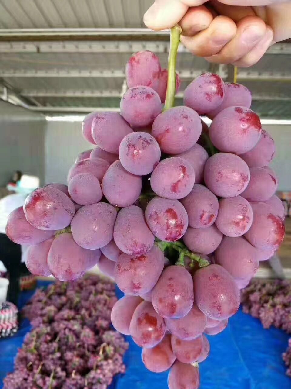 2021 Fresh Red Global Grapes