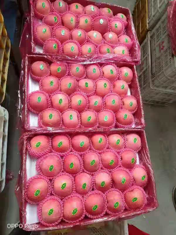 2021new Crop Yantai FUJI Apple Shanxi FUJI Apple