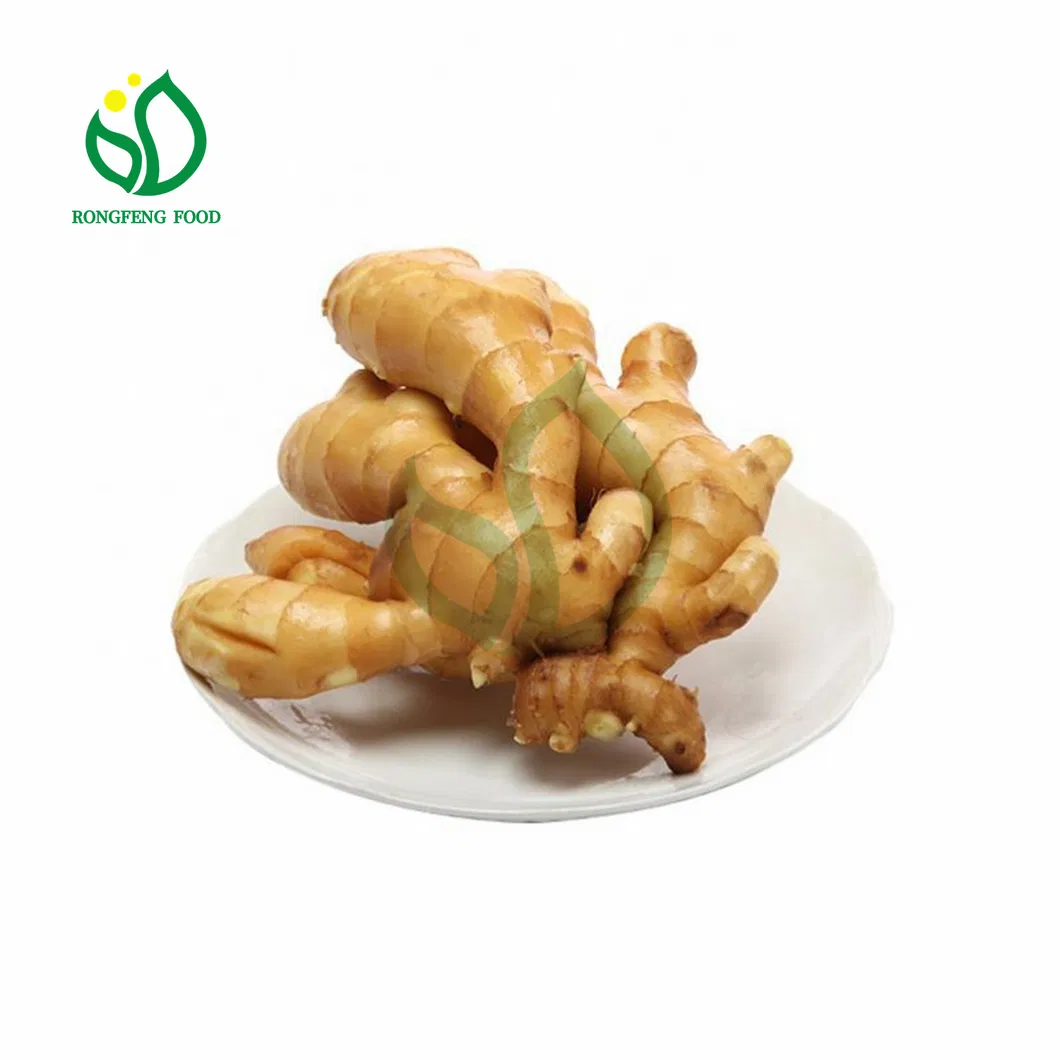 2021 Seasonal Edible Beneficial Chinese Fresh Ginger with Rich Nutrients