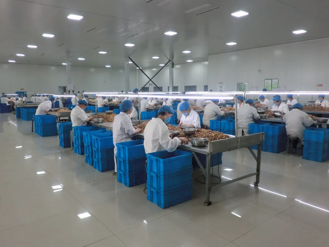 2021 Xinjiang Factory Walnut Factory Direct Sales of High-Quality Walnuts with HACCP