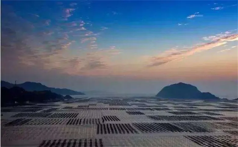 30g Pure Seaweed Nori Kim for Soup with Kosher Certificate