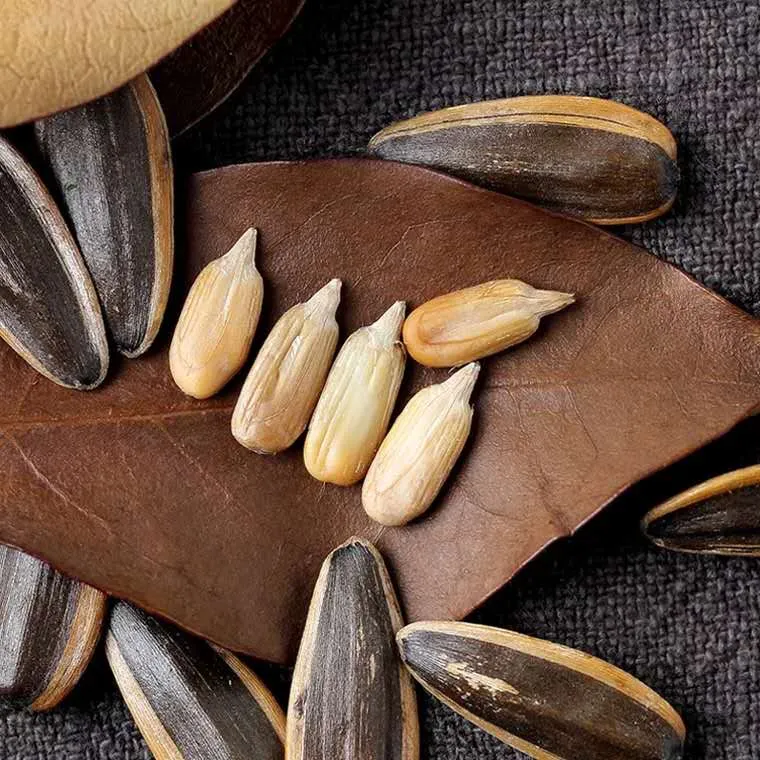 361 Type Sunflower Seeds Biggest Size