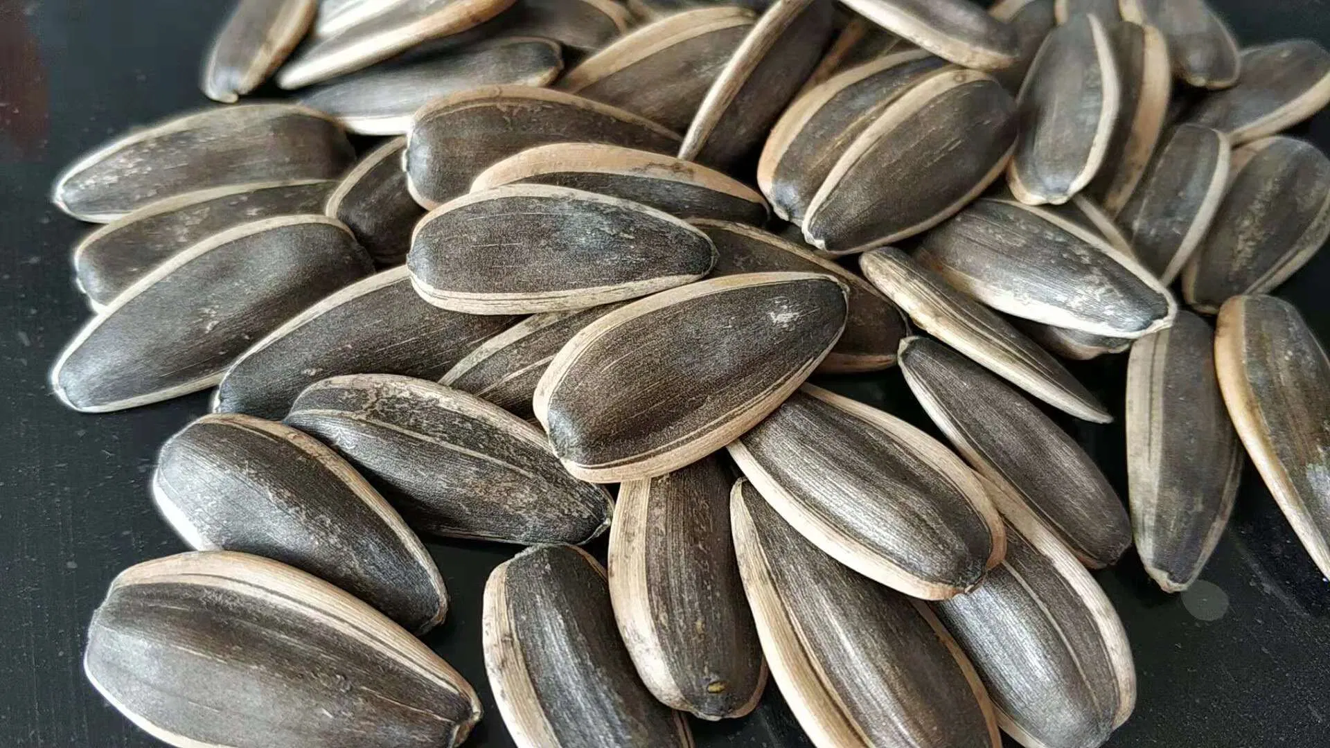 361 Type Sunflower Seeds Biggest Size