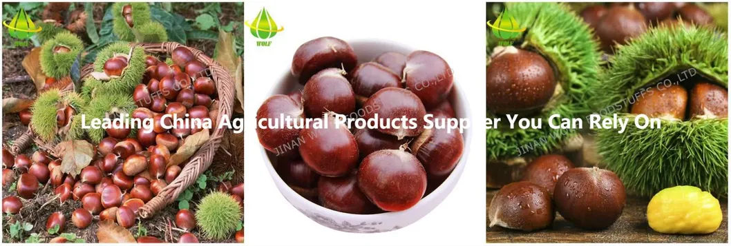 40-50PCS 5kg/10kg/20kg Gunny Bag Packing Chinese Fresh Raw Chestnut