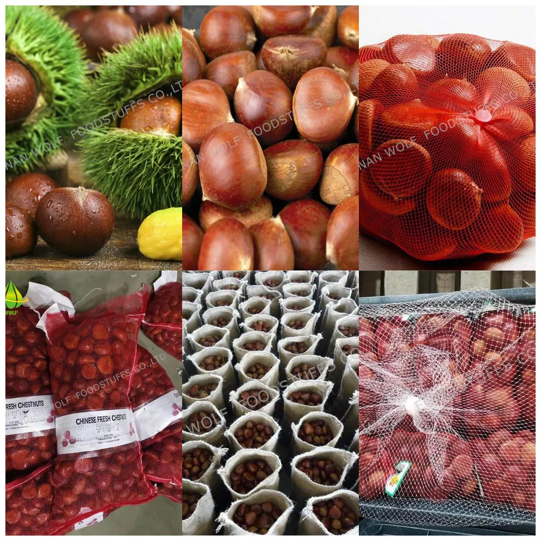 40-50PCS 5kg/10kg/20kg Gunny Bag Packing Chinese Fresh Raw Chestnut