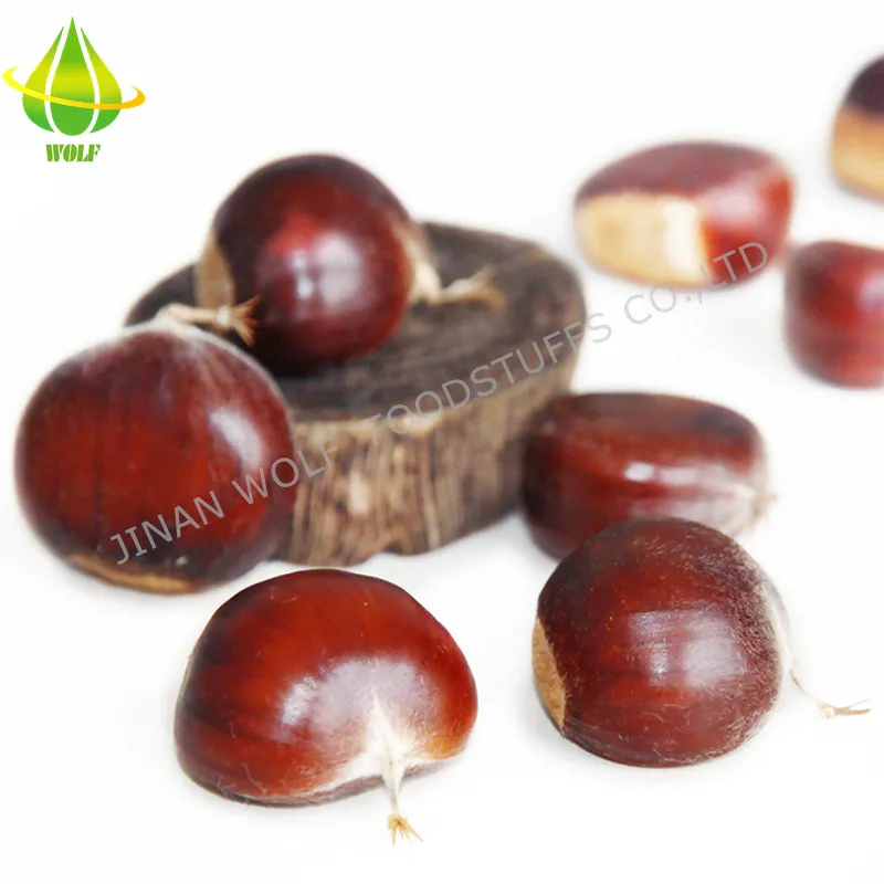 40-50PCS 5kg/10kg/20kg Gunny Bag Packing Chinese Fresh Raw Chestnut