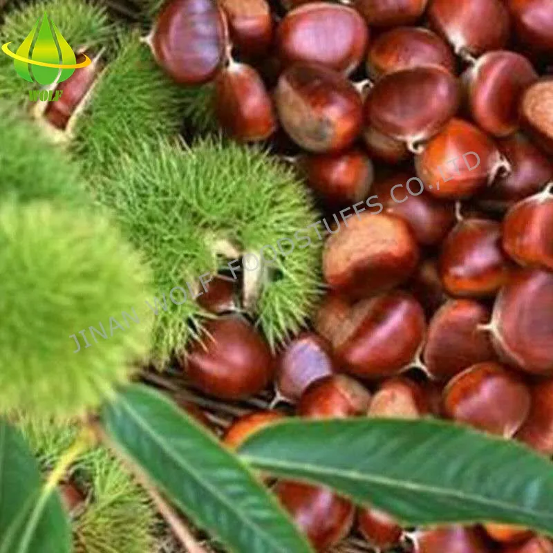 40-50PCS 5kg/10kg/20kg Gunny Bag Packing Chinese Fresh Raw Chestnut