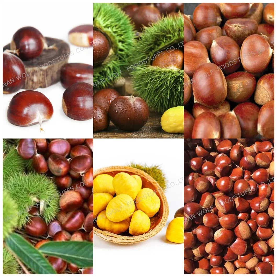 40-50PCS 5kg/10kg/20kg Gunny Bag Packing Chinese Fresh Raw Chestnut