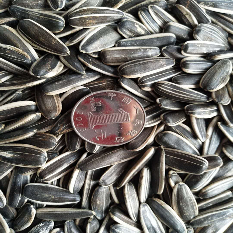 5009 Type Sunflower Seed 22/64