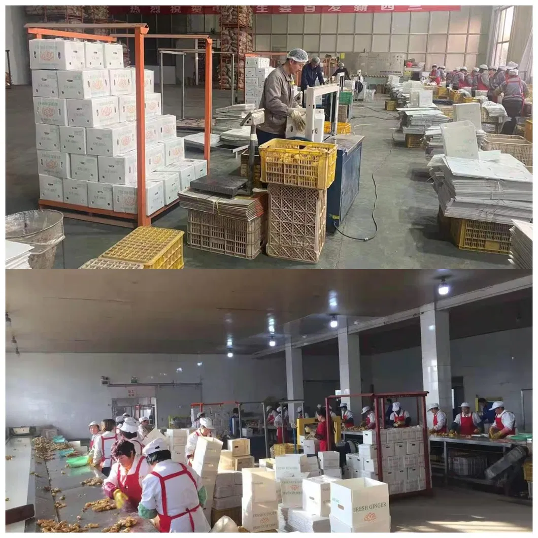 50g/100g/150g/200g/250g and up Air Dried Ginger