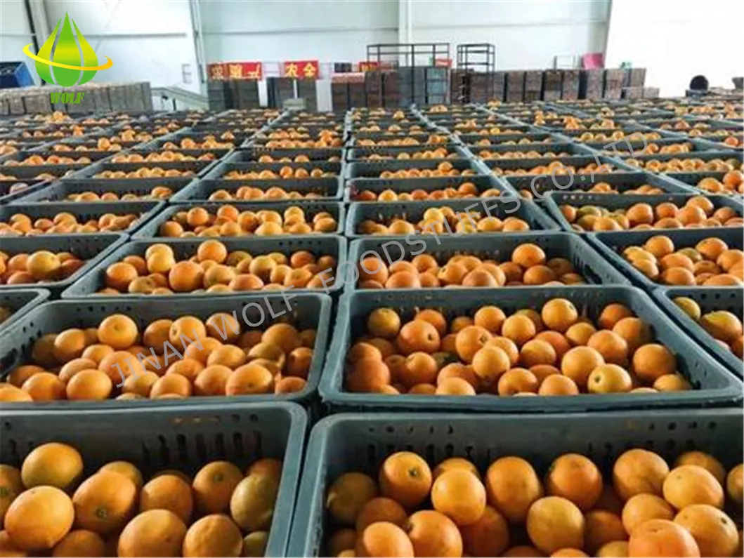 80p/88p/100p/113p Gannan Navel Orange From The Factory