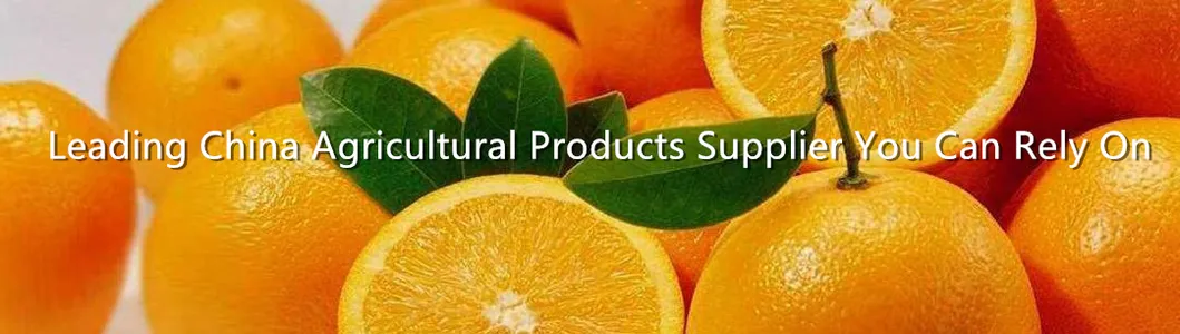 80p/88p/100p/113p Gannan Navel Orange From The Factory