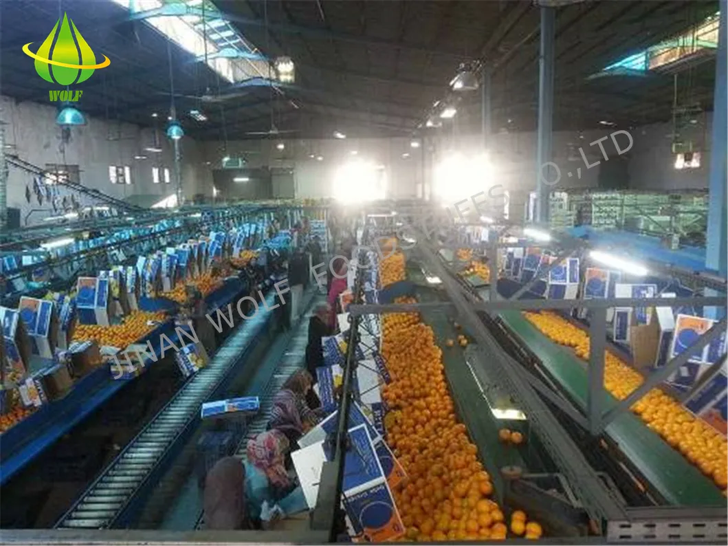 80p/88p/100p/113p Premium Gannan Navel Orange