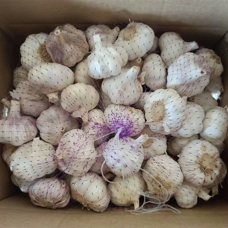 a 10kg/Carton Fresh White Garlic Supplier Great Garlic 5 Cm