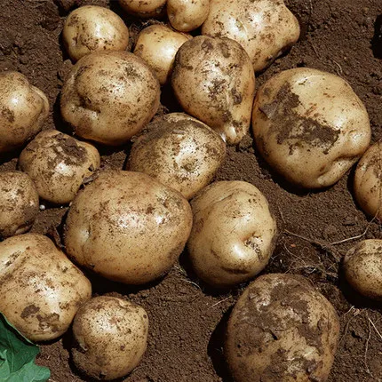 Agriculture Fresh Potato High Quality Chinese Fresh Potato