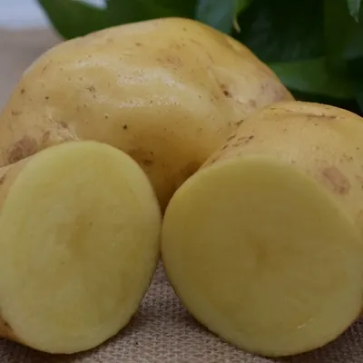 Agriculture Fresh Potato High Quality Chinese Fresh Potato