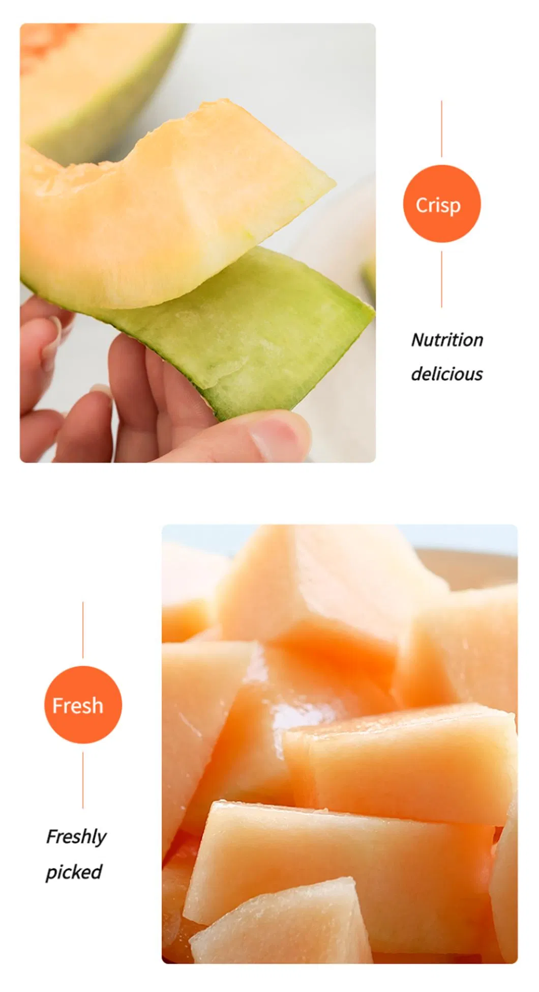 All Over The World Hot-Selling Health Fresh Delicious Sweet Hami Melon