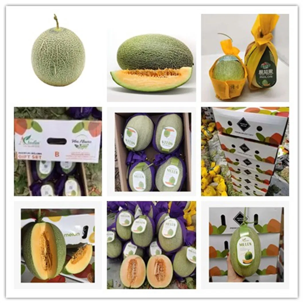 All Over The World Hot-Selling Health Fresh Delicious Sweet Hami Melon