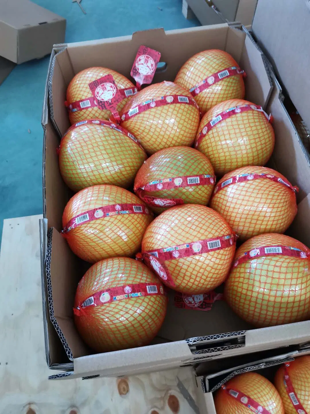 Australia Standard Pomelo