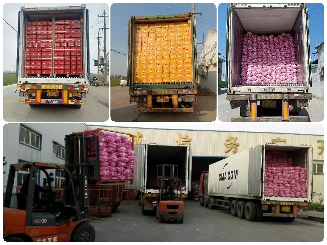 B 55mm 20kg Fresh Pure White Garlic/ Normal White Garlic Export for Kenay /Guinea/ Ghana /Gabon/Djibouti/ Congo/ Mali /Mozambique