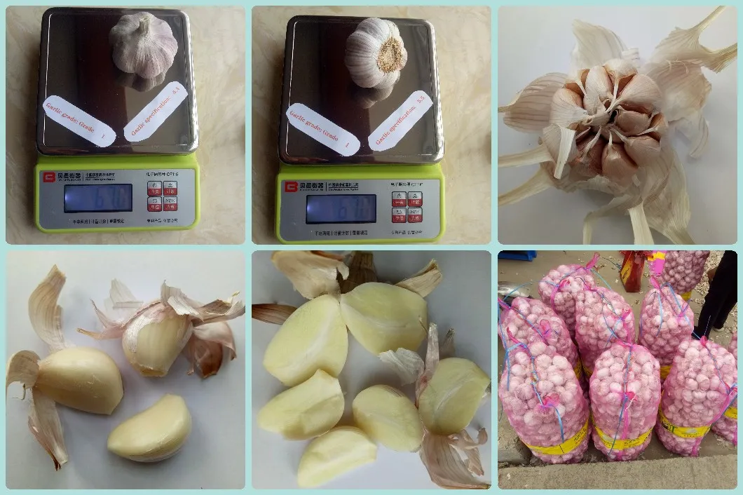 B 55mm 20kg Fresh Pure White Garlic/ Normal White Garlic Export for Kenay /Guinea/ Ghana /Gabon/Djibouti/ Congo/ Mali /Mozambique