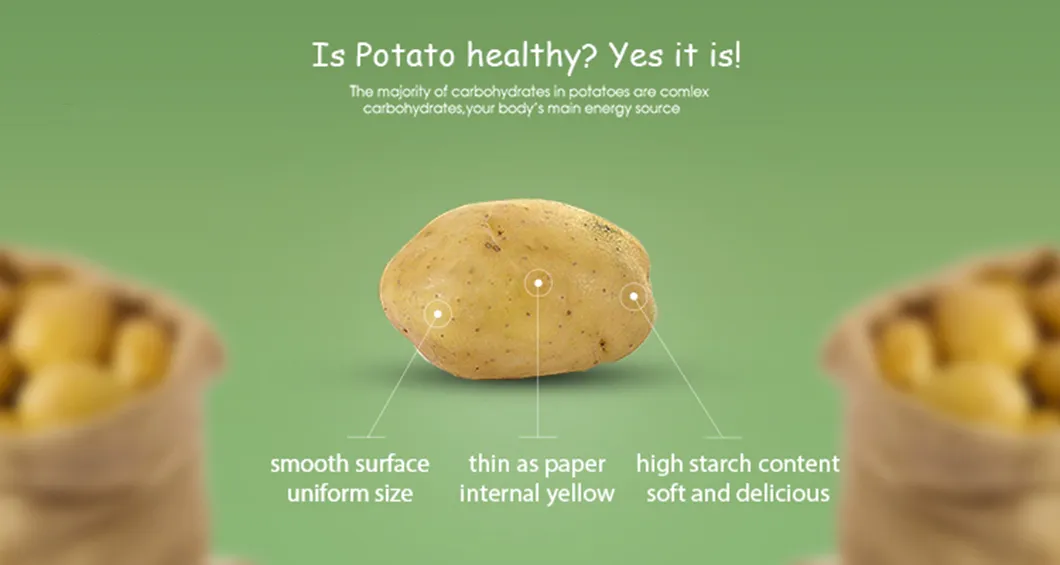 New Crop Fresh Holland Potato with Good Quality