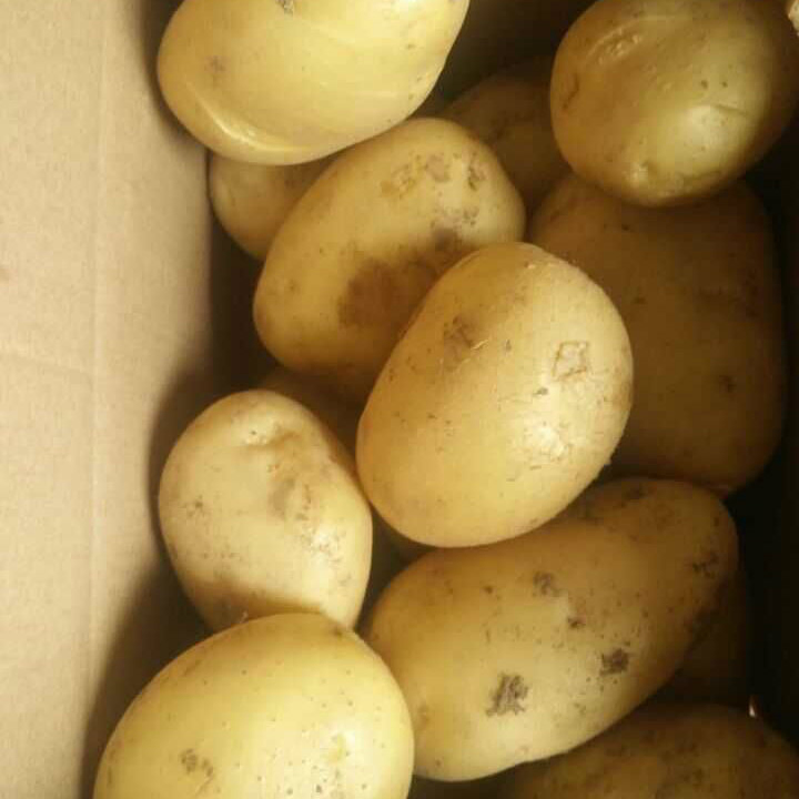 Best Quality Fresh Organic Holland Sweet Potato From China