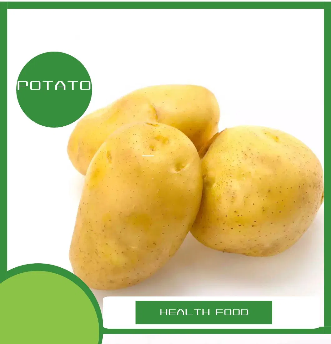 Best Quality Fresh Organic Holland Sweet Potato From China