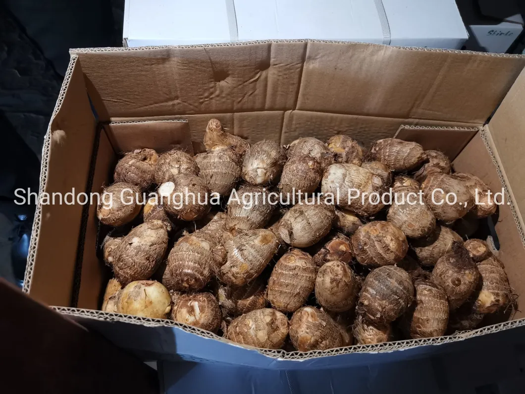 Best Selling Fresh Taro From China