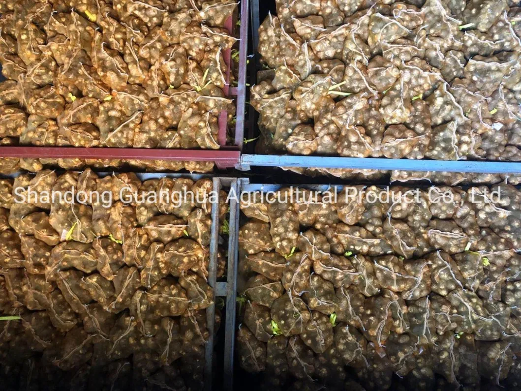 Best Selling Fresh Taro From China
