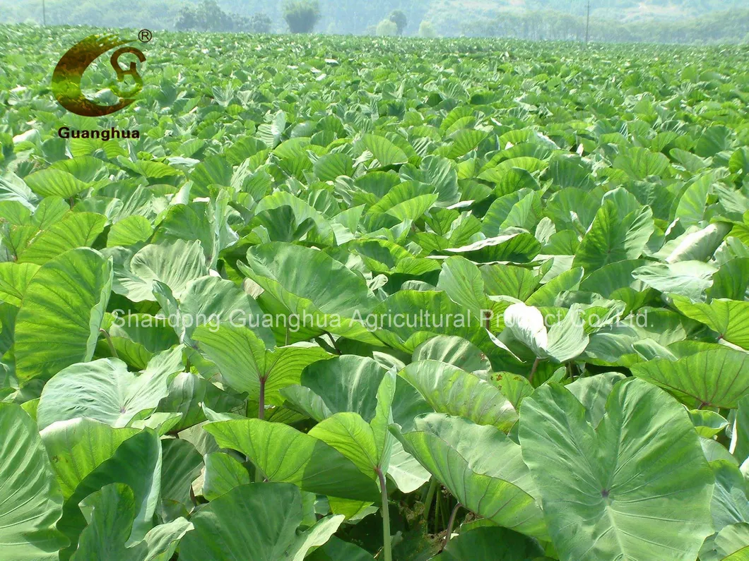 Best Selling Fresh Taro From China