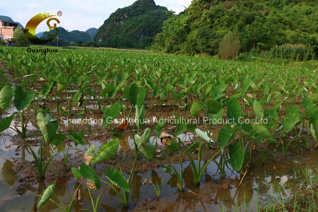 Best Selling Fresh Taro From China