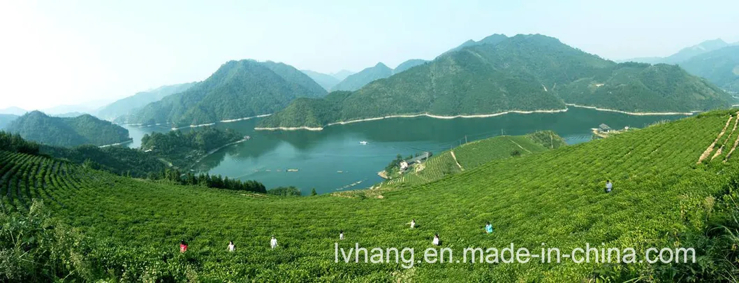 Bi Luo Chun Green Tea Special Grade