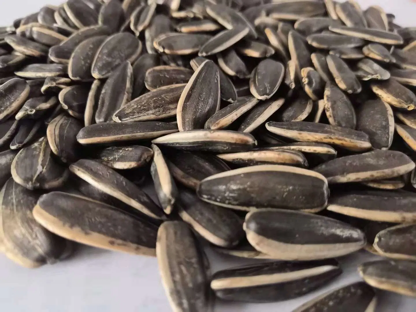 Big Size 361 Sunflower Seeds of Inner Mongolia