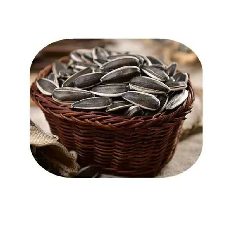 Black Color of Sunflower Seed 363 Type