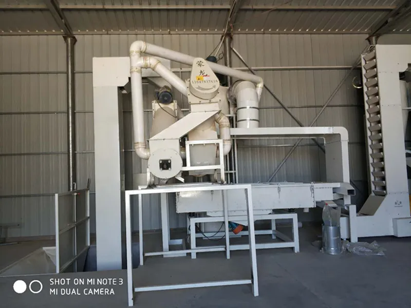 Black Color of Sunflower Seed 363 Type