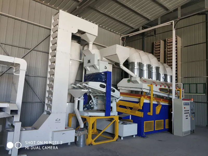 Black Color of Sunflower Seed 363 Type