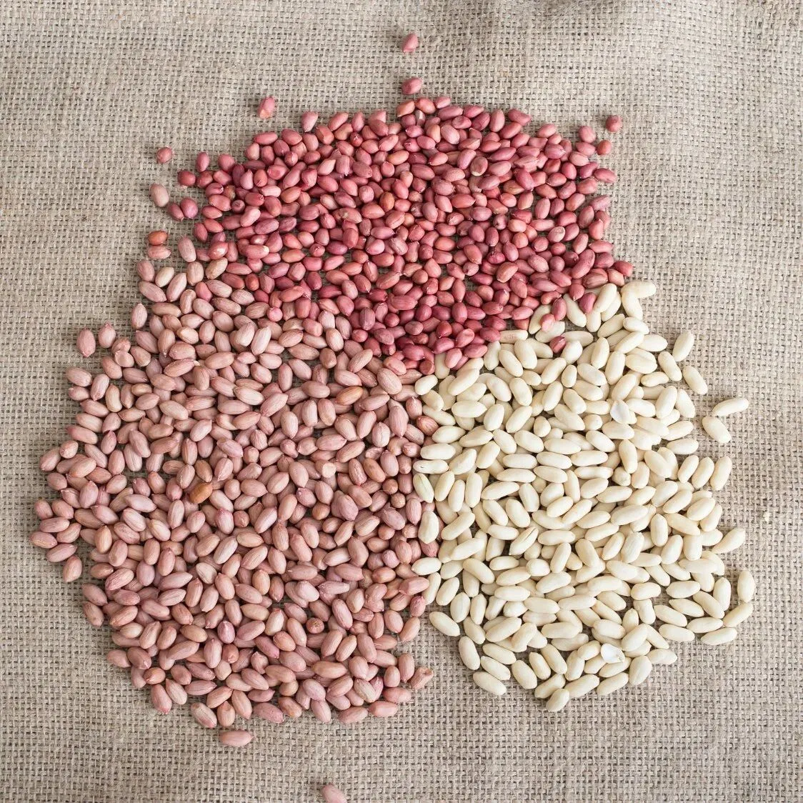 Blanched Peanut Size: 25/29 From Junan