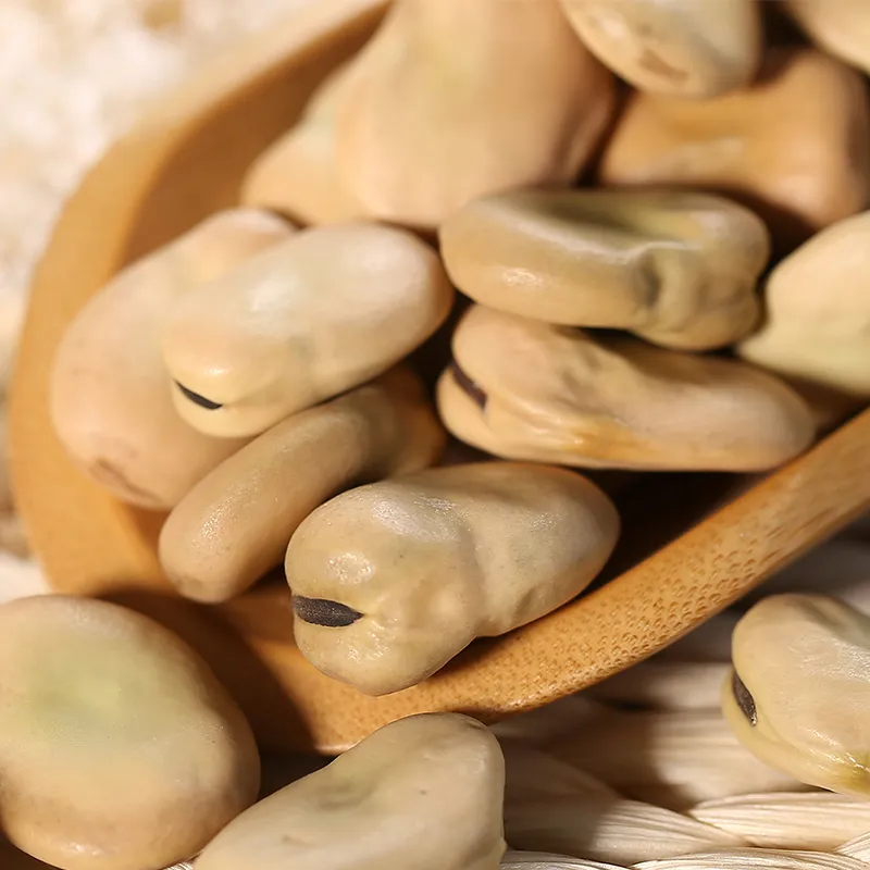 Broad Beans Hot Sale for Export