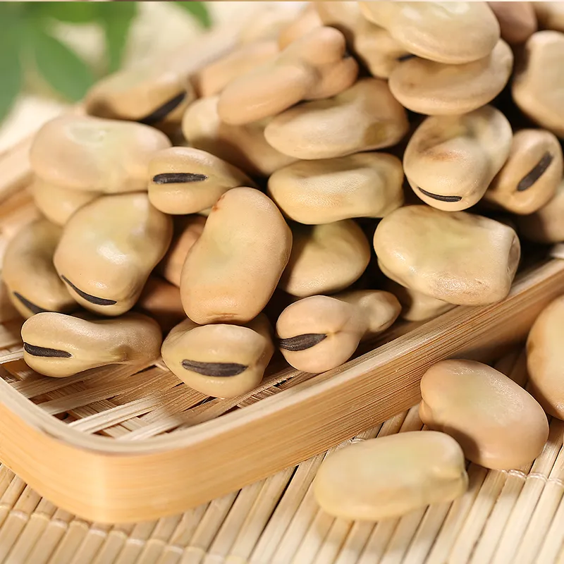 Broad Beans Hot Sale for Export