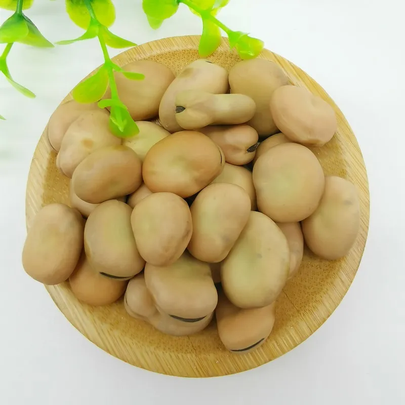 Broad Beans Hot Sale for Export
