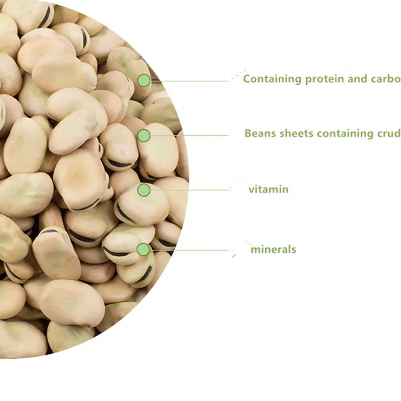 Broad Beans Hot Sale for Export
