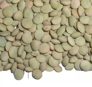 Bulk A Grade Lentils with Cheap Price on Hot Selling