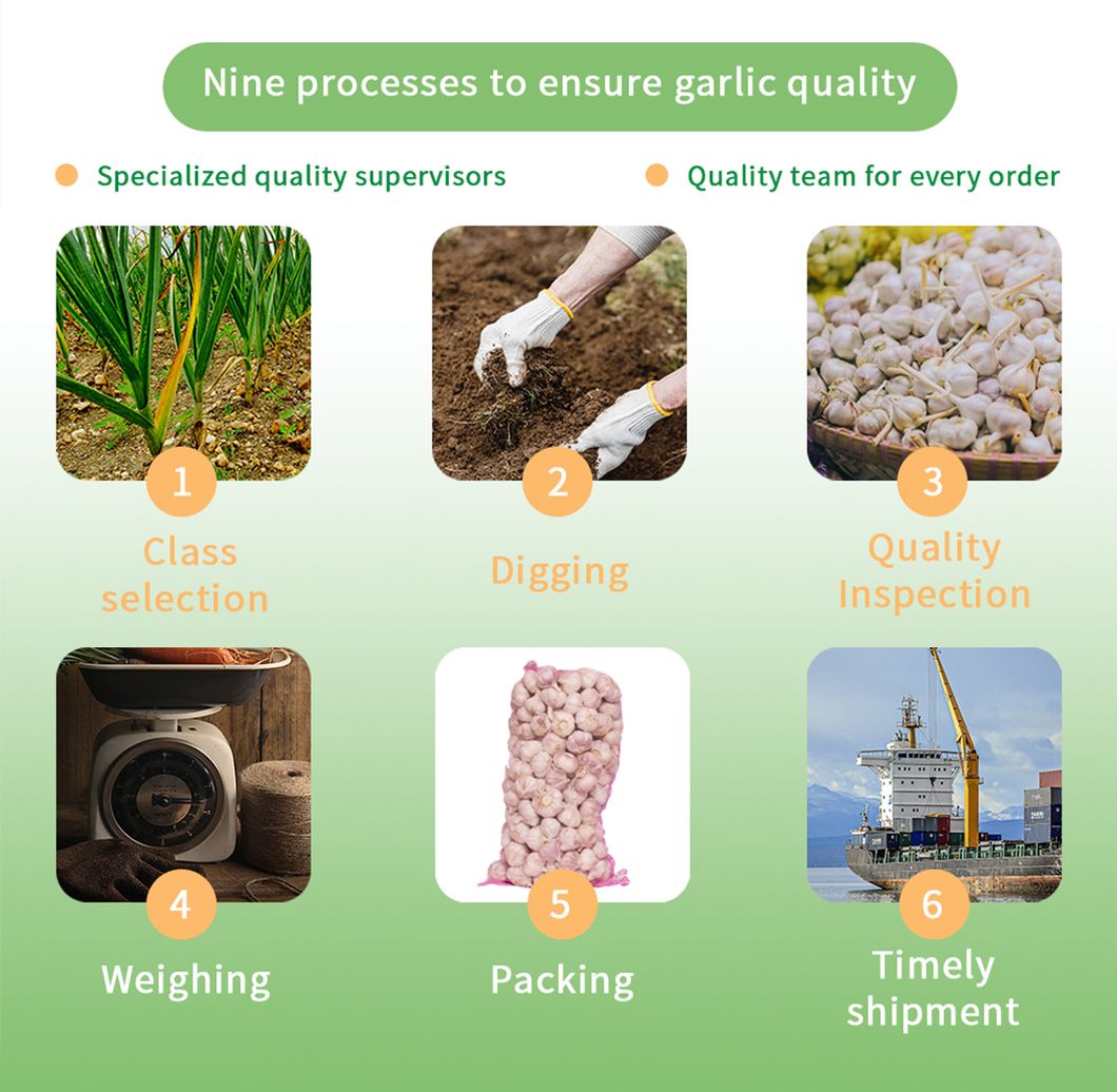 Bulk Dehydrated Dried Garlic Flakes for Culinary and Medicinal Uses