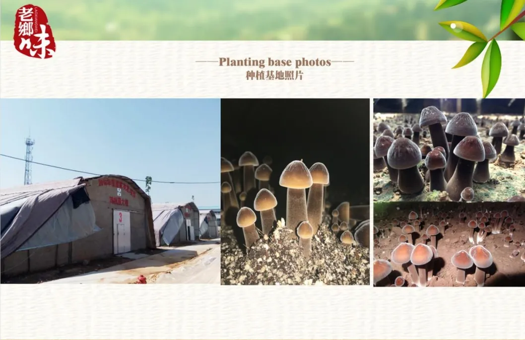 Canned Chicken Fir Fungus Whole/ Pns / Slice in Tin Packing