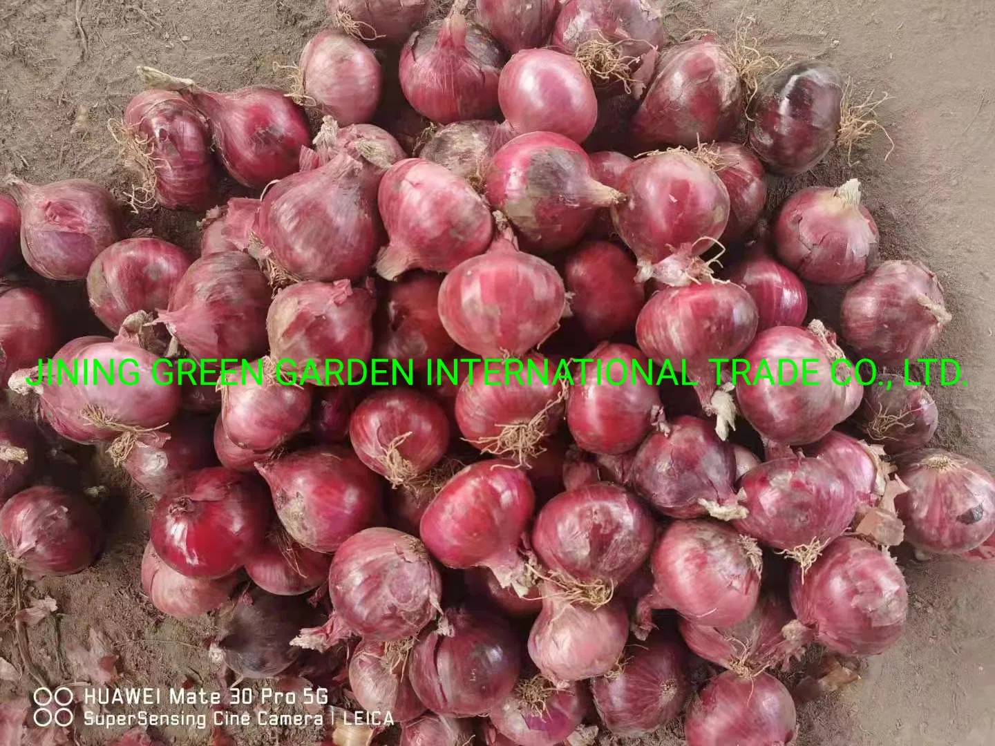 China Chinese 2021 New Red Onion 5-8cm, 3- 7cm , 8cm up Peeled Onion Top Quality Low Price Experience processor Good Reputation Supplier Yellow Onion White Onion