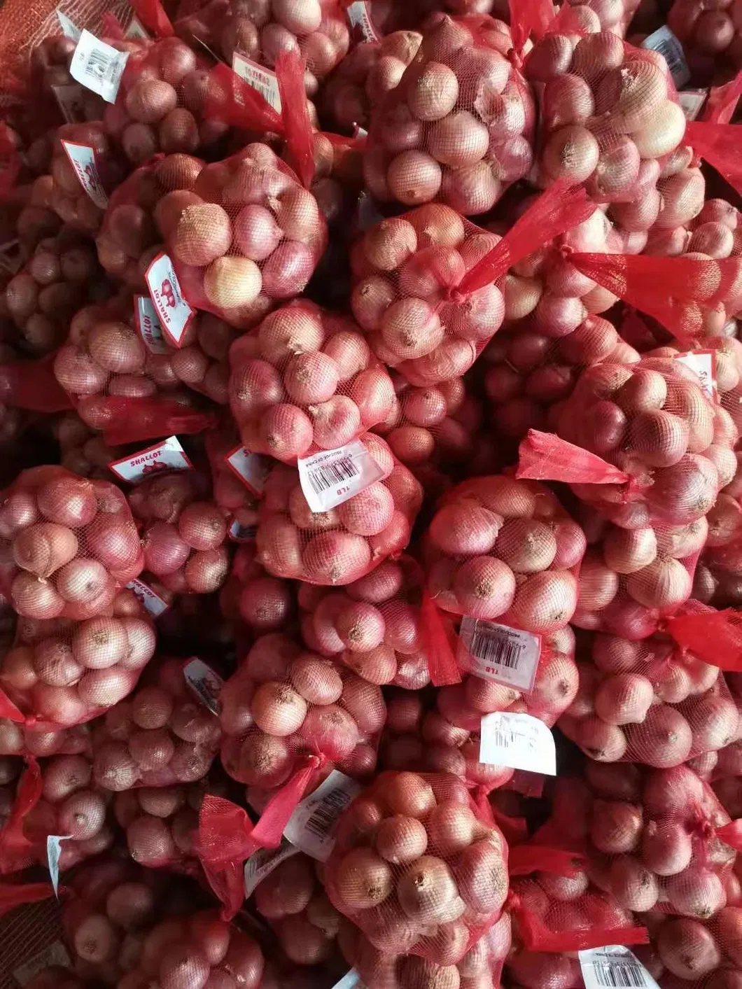 China Chinese 2021 New Red Onion 5-8cm, 3-7cm, 8cm up Peeled Onion Top Quality Low Price Experience processor Good Reputation Supplier Yellow Onion White Onion